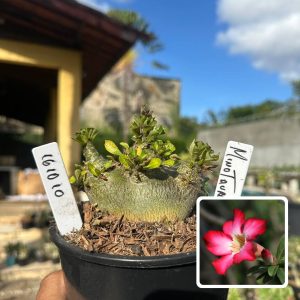 1610 10 Arabicum Vitrine Minotauro f3