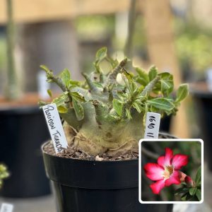 1610 11 Arabicum Vitrine Popeye Tigrada