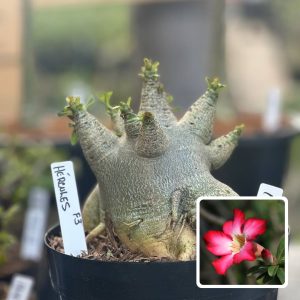 1610 14 Arabicum Vitrine Hércules