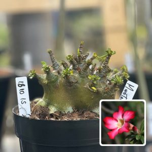 1610 15 Arabicum Vitrine Minotauro