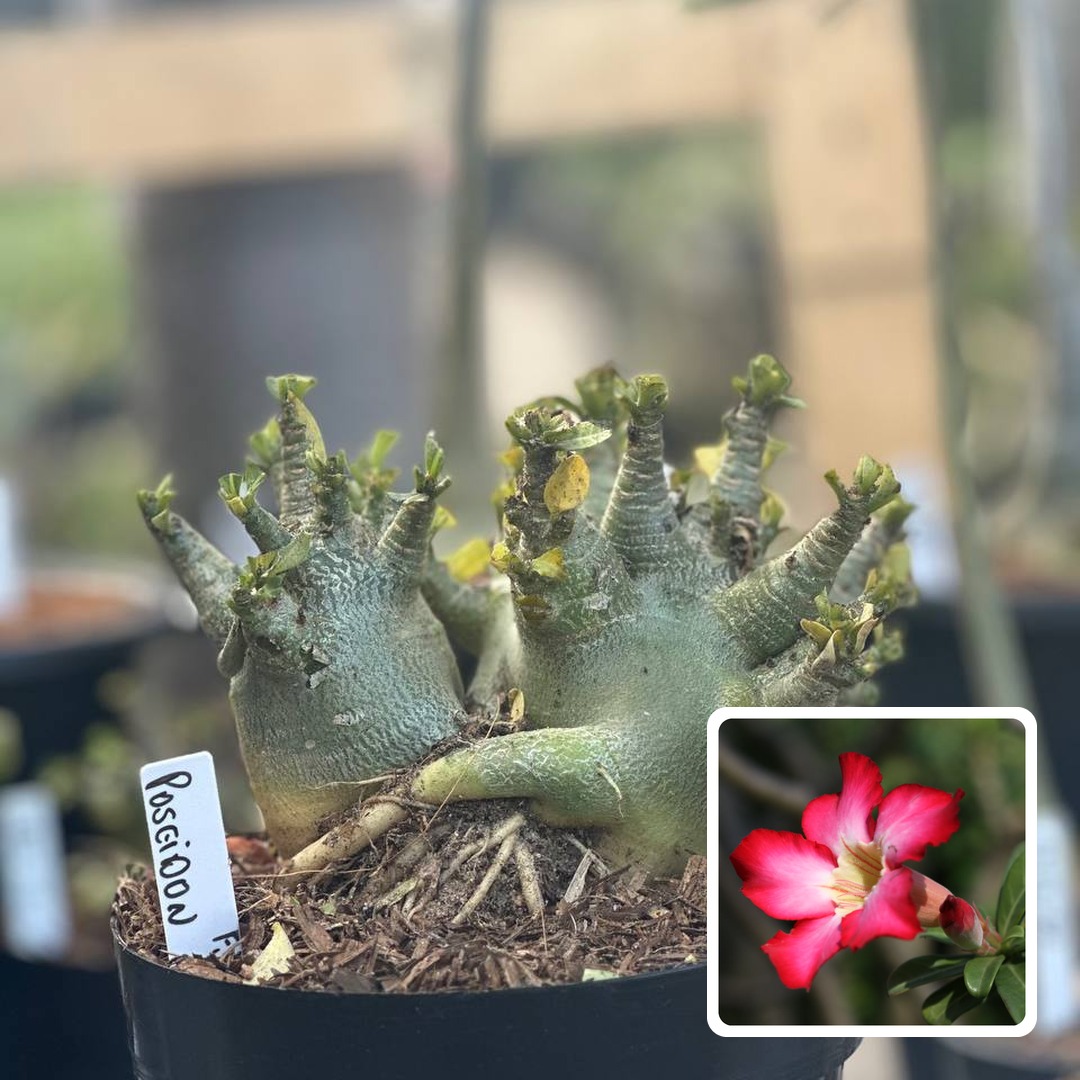 1610 16 Arabicum Vitrine Poseidon