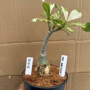 1610 16 Rosa do Deserto Variegata Porcelana 2
