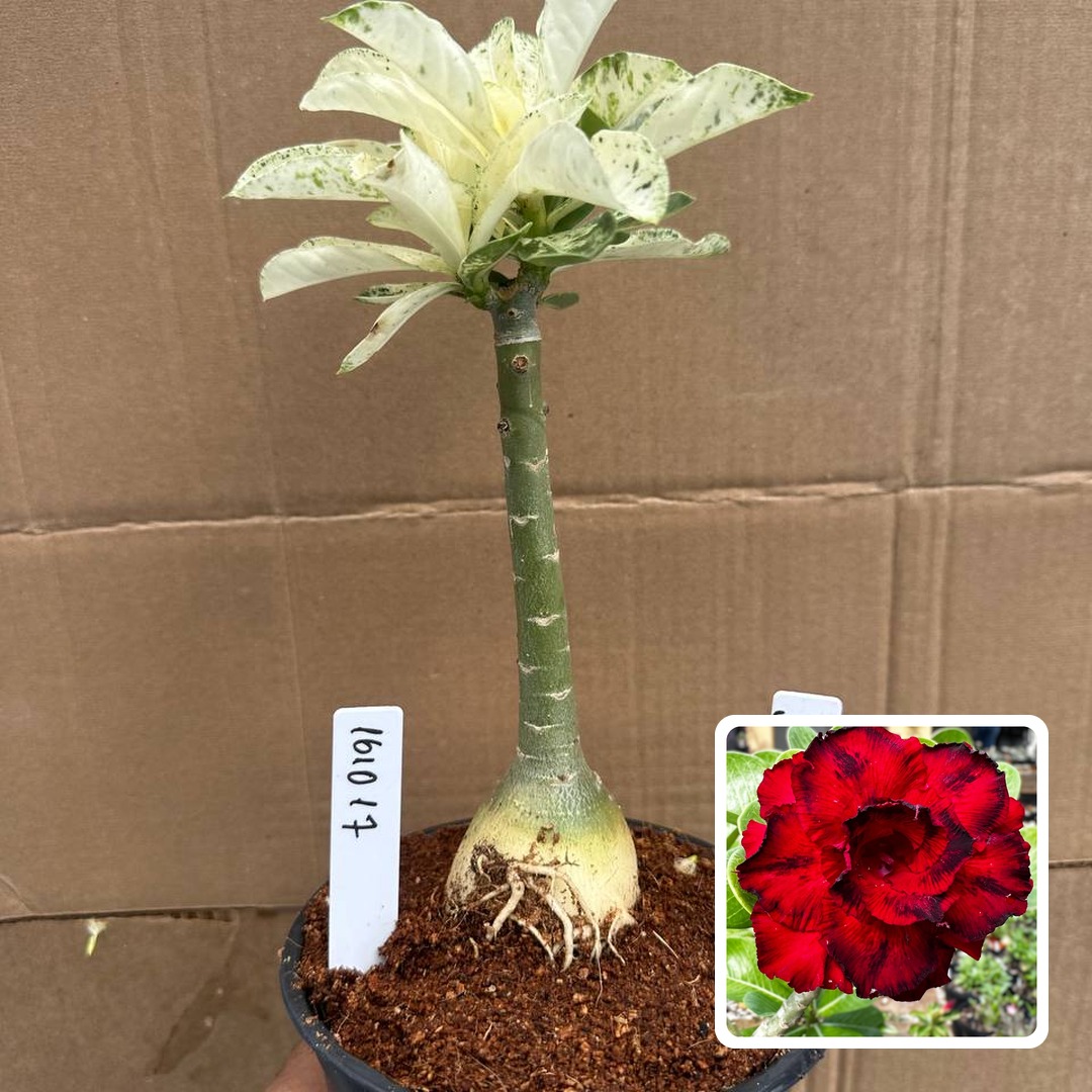 1610 17 Rosa do Deserto Amor de Mãe