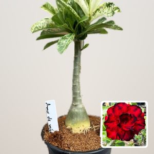 1610 18 Rosa do Deserto Amor de Mãe