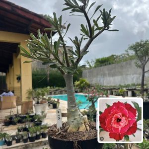 1710 01 Rosa do Deserto Lm 913