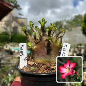 1710 02 Arabicum Vitrine Bardok