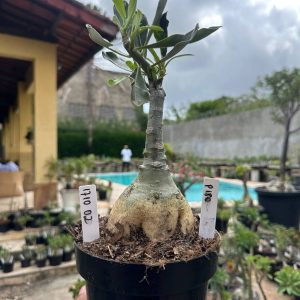 1710 02 Rosa do Deserto P180
