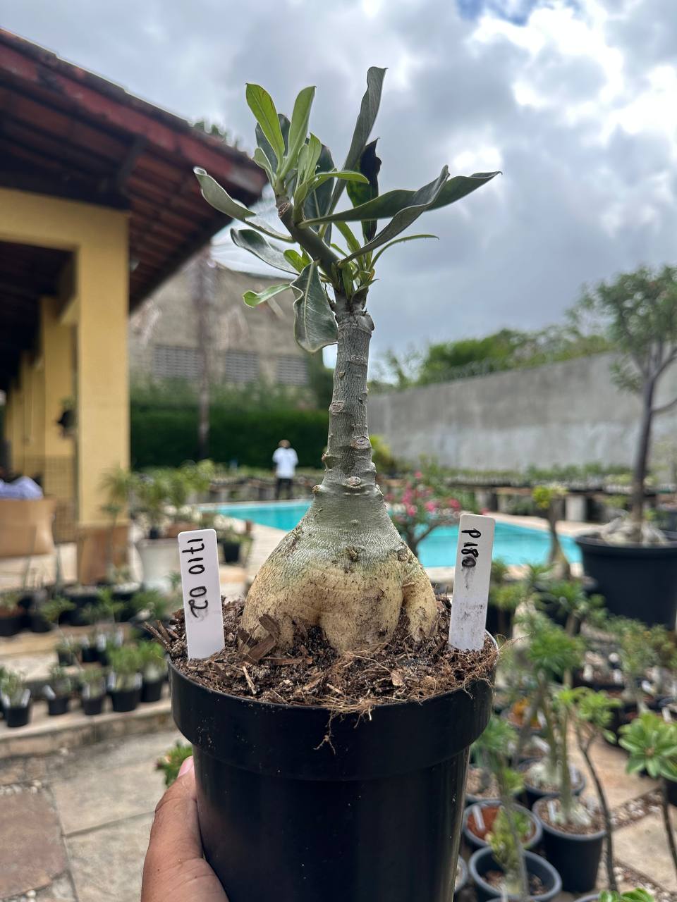1710 02 Rosa do Deserto P180