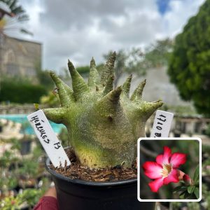 1710 03 Arabicum Vitrine Hércules