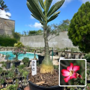 1710 04 Rosa do Deserto Anaconda Somalense Tigrada