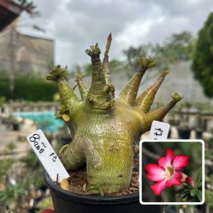1710 09 Arabicum Vitrine Bizão (Leilão)