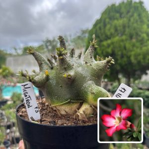 1710 12 Arabicum Vitrine Megatron