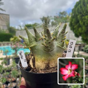 1710 13 Arabicum Vitrine Brutos