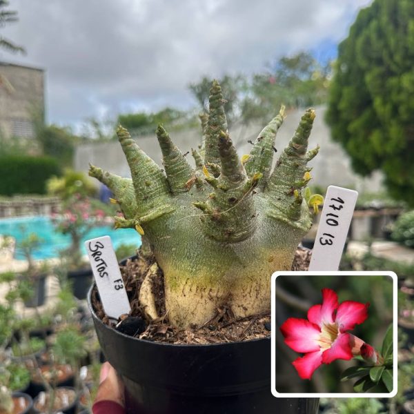 Arabicum Vitrine Brutos