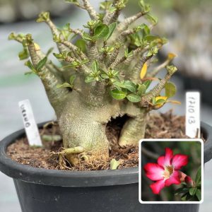 1810 02 Arabicum Urano - Adulta