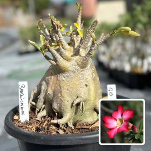 1810 03 Arabicum Braquiossauro - Adulta