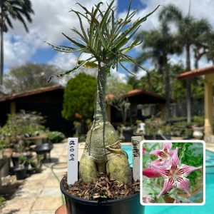 1810 04 Rosa do Deserto Crispum