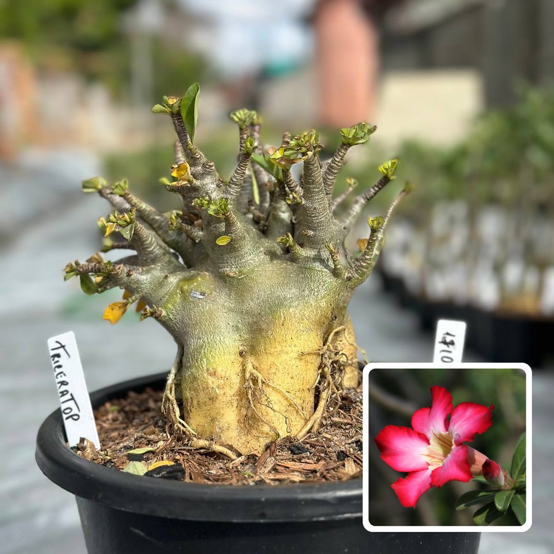 1810 04 Arabicum Triceratop - Adulta