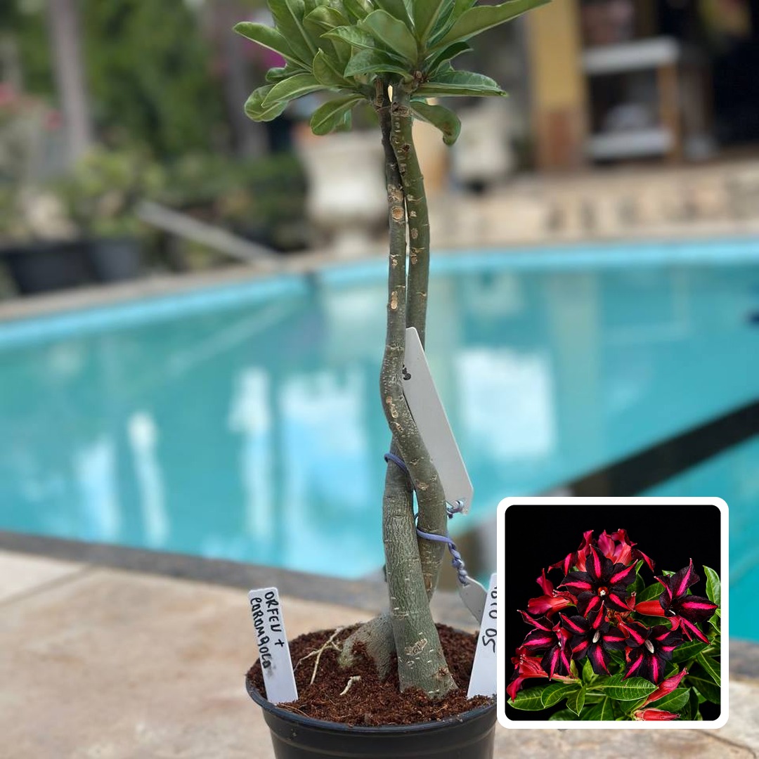 1810 05 ROSA DO DESERTO ORFEU X CARAMBOLA (RAPUNZEL)