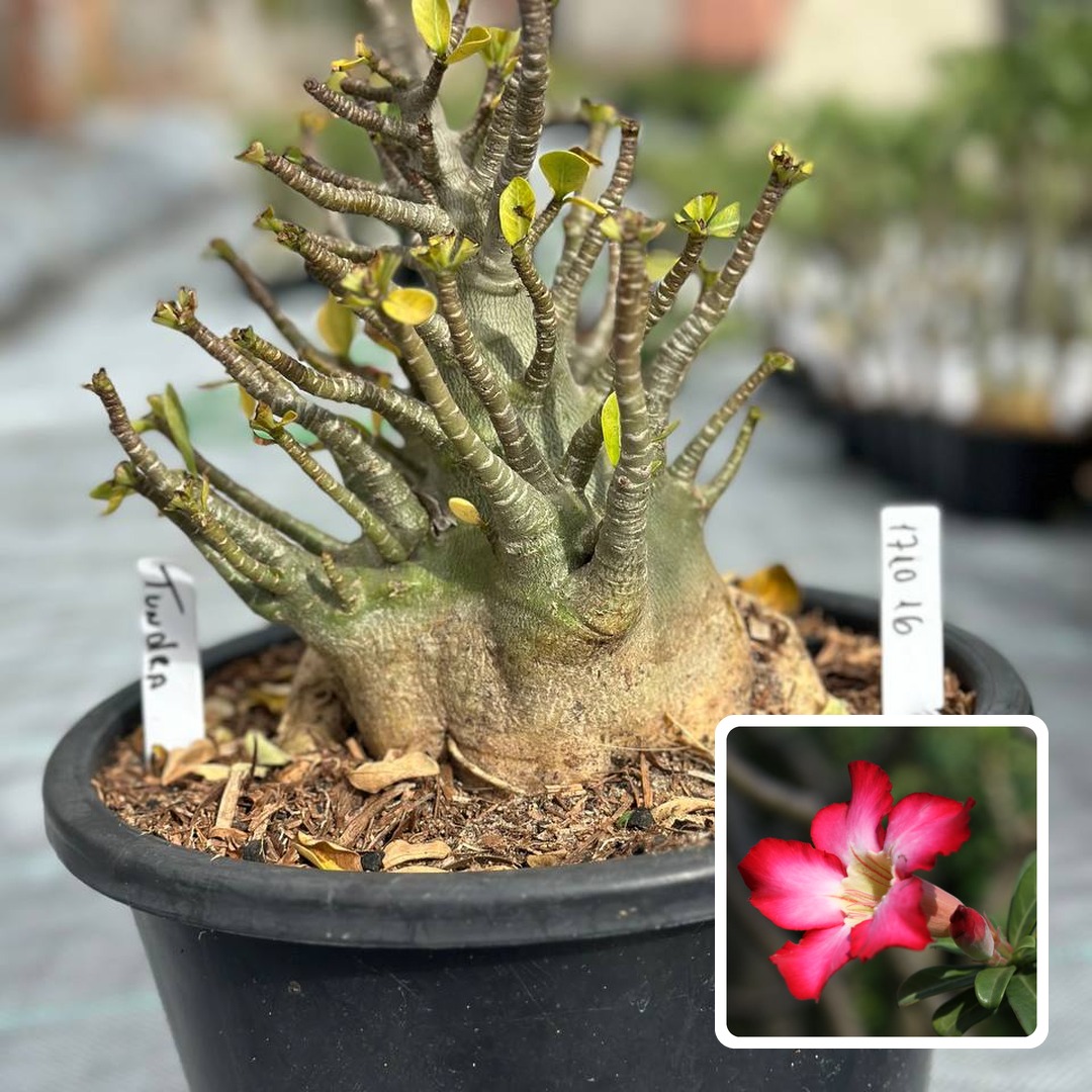 1810 05 Arabicum Tundra - Adulta