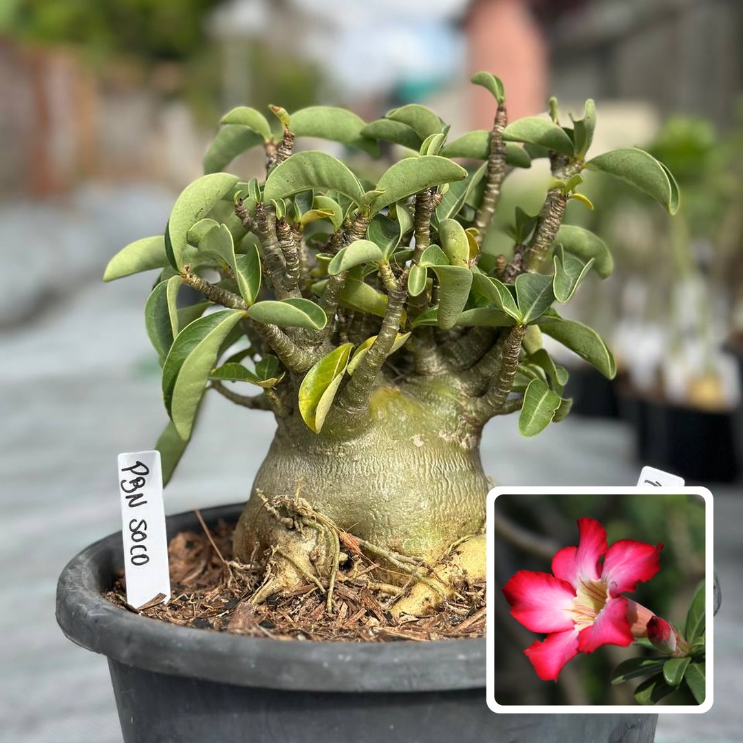 1810 07 Arabicum PBN soco - Adulta