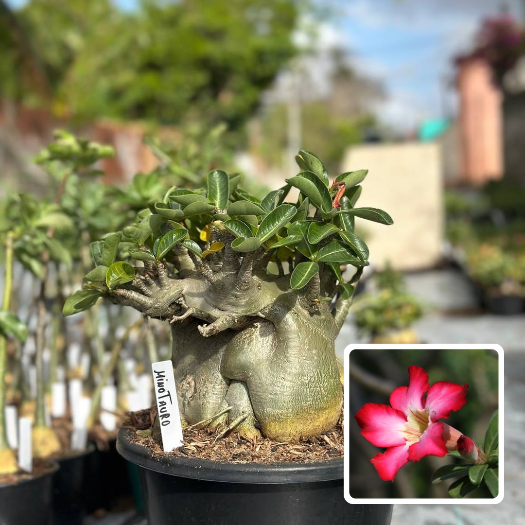 1810 10 Arabicum Minotauro - Adulta