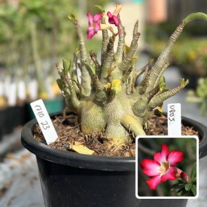 1810 12 Arabicum Urus - Adulta