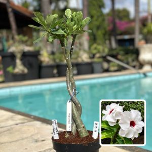 1810 13 ROSA DO DESERTO LUCKY WHITE 2 X CÉU ESTRELADO (RAPUNZEL)