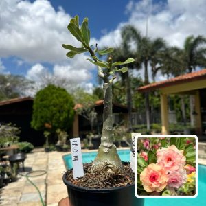1810 14 Rosa do Deserto Pêssego