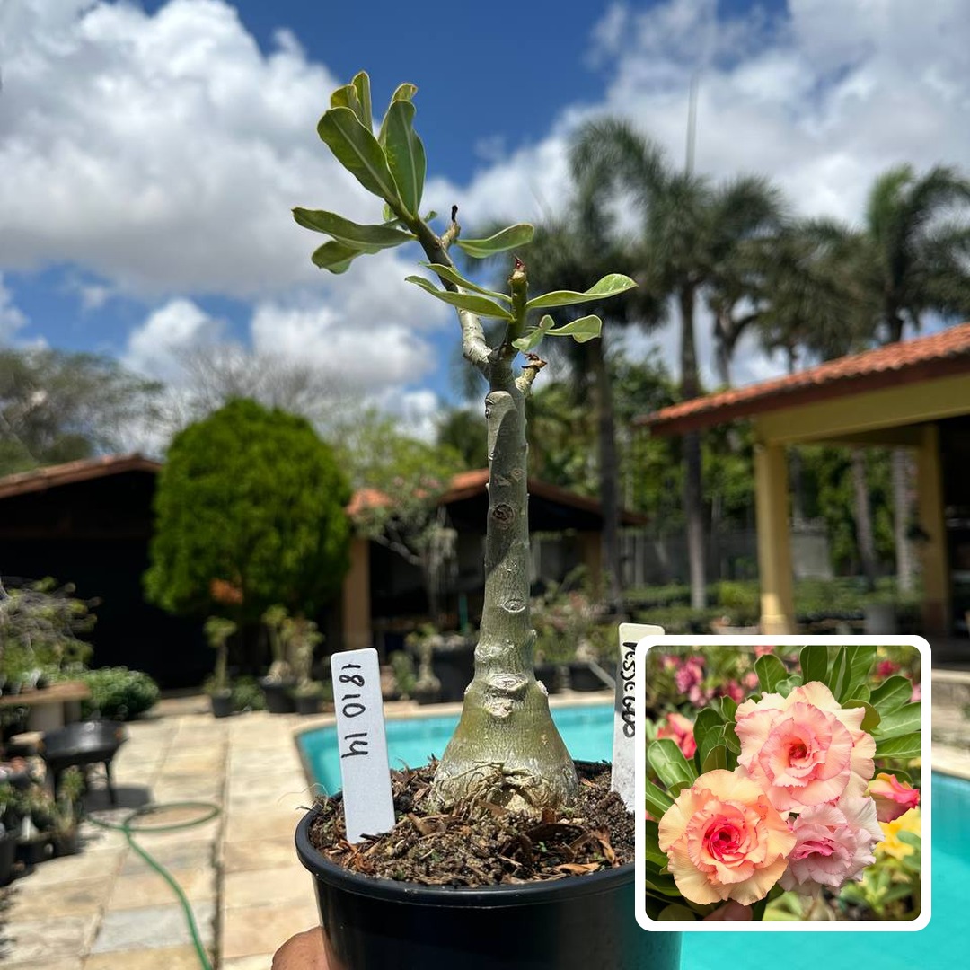1810 14 Rosa do Deserto Pêssego (Leilão)