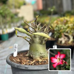 1810 15 Arabicum Pbn Soco Tigrada - Adulta