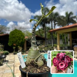 1810 16 Rosa do Deserto Saturno
