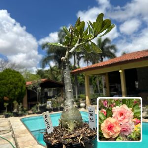 1810 23 Rosa do Deserto Pêssego