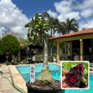 1810 25 Rosa do Deserto Trufa Negra (Leilão)