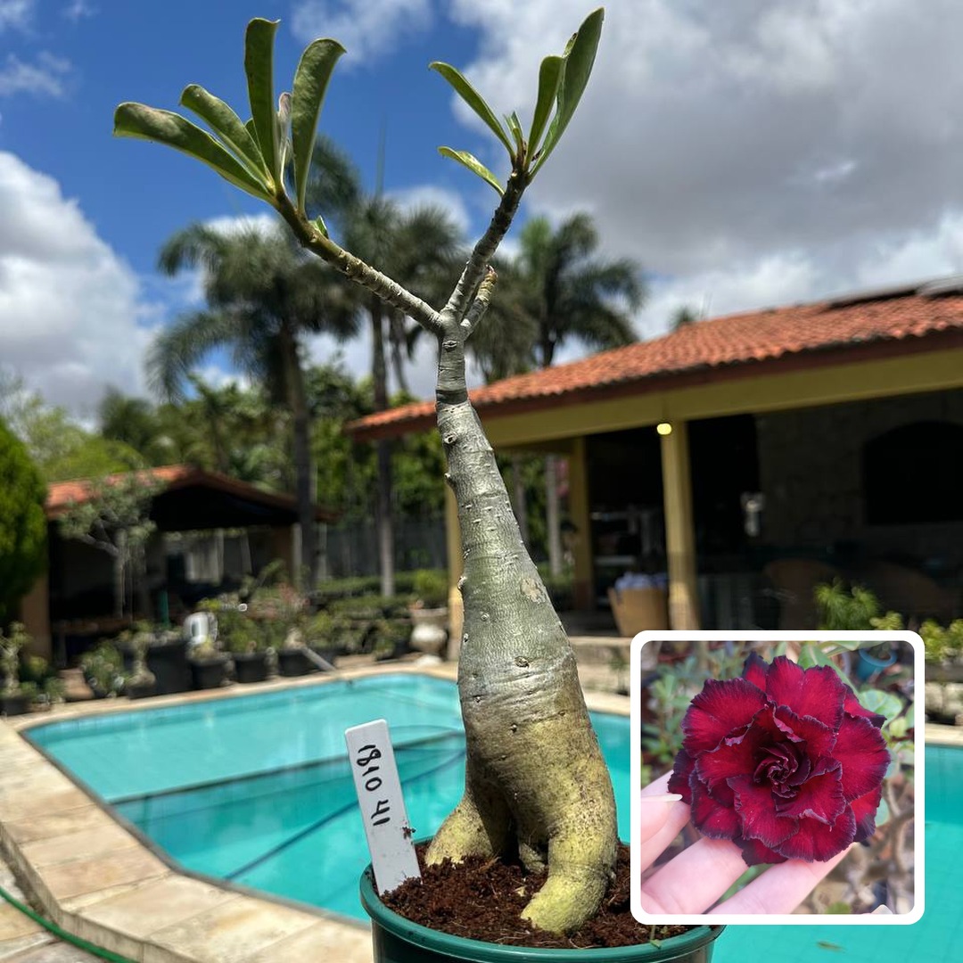 1810 41 Rosa do Deserto Black Dragon (Leilão)