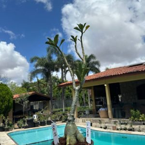 1810 54 Rosa do Deserto Céu Estrelado (Leilão)