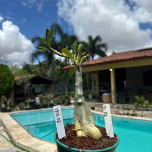 1810 55 Rosa do Deserto Ro 82 (Leilão)