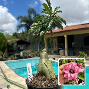 1810 56 Rosa do Deserto Brd 131