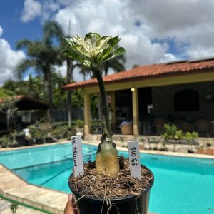1810 65 Rosa do Deserto Variegata Porcelana