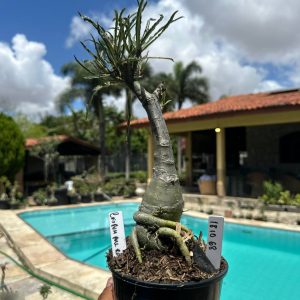 1810 68 Rosa do Deserto Crispum Pull Red String