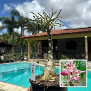 1810 69 Rosa do Deserto Crispum