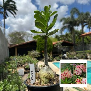 1810 75 Rosa do Deserto Acacia