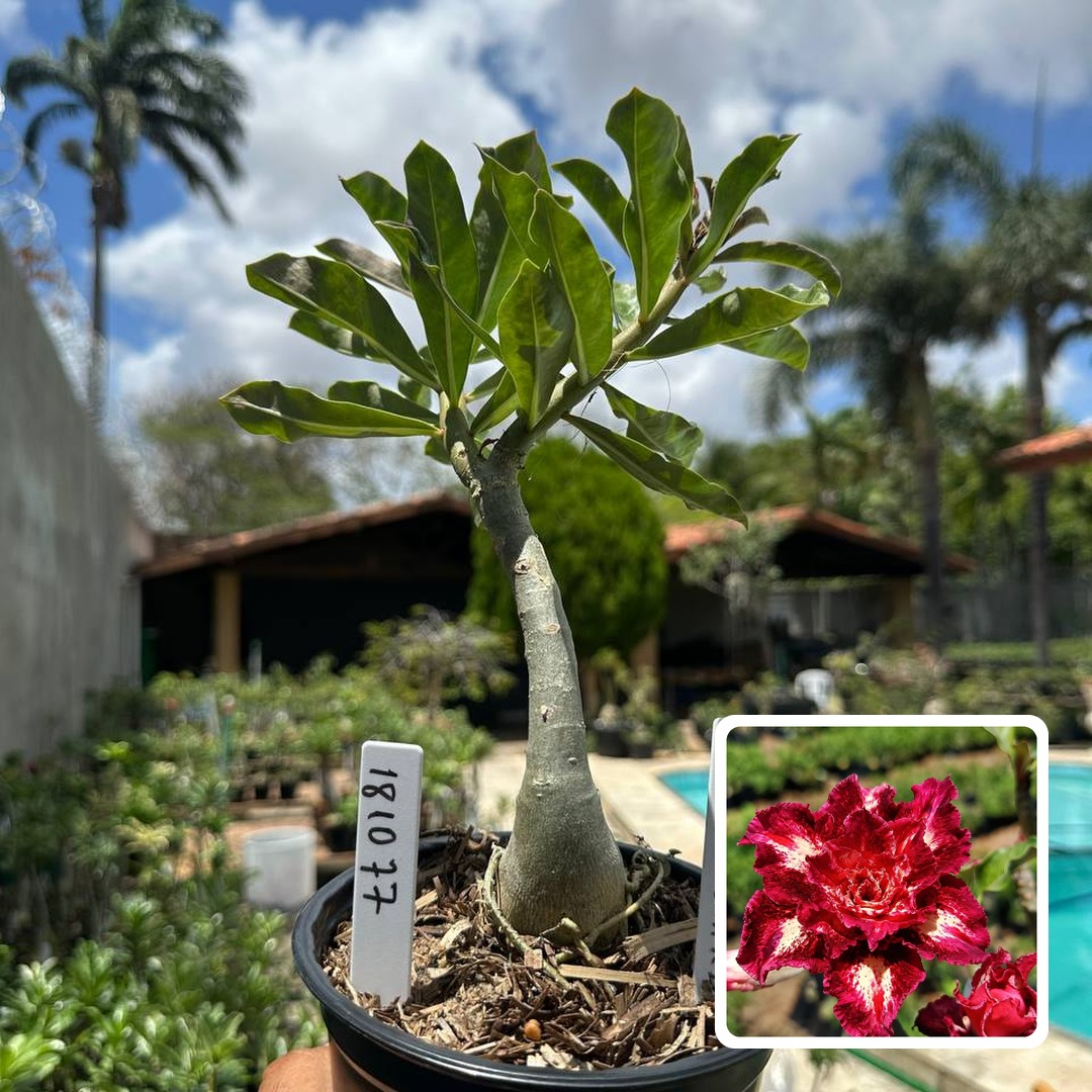 1810 77 Rosa do Deserto Magenta Star (Leilão)