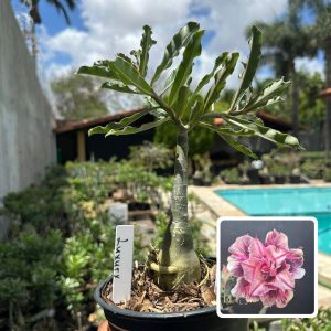 1810 83 Rosa do Deserto Luxury (Leilão)