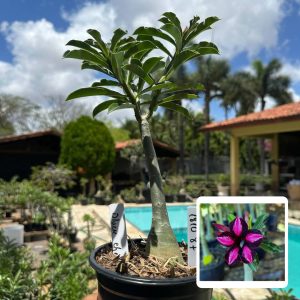 1810 87 Rosa do Deserto Black Cherry
