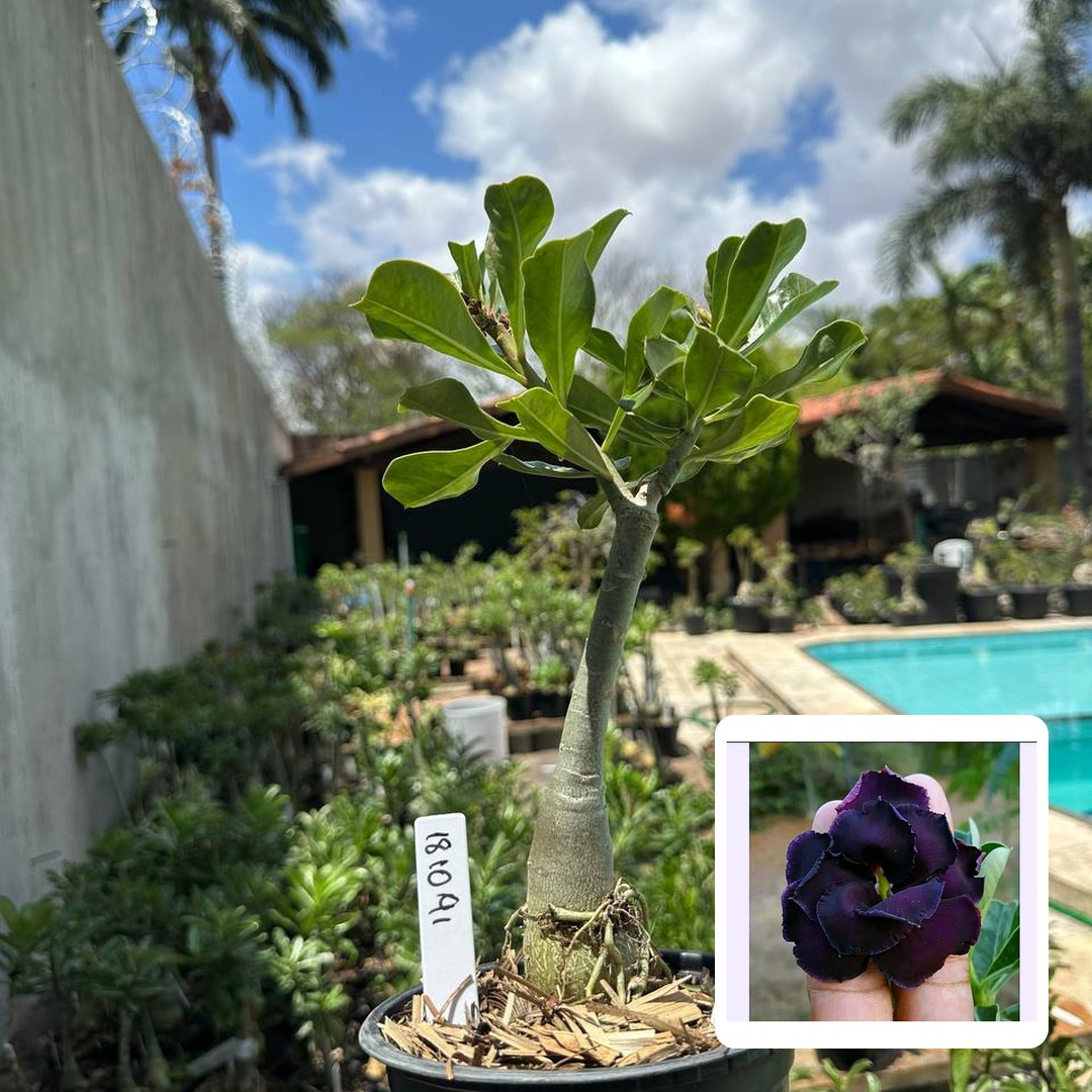 1810 91 Rosa do Deserto Black