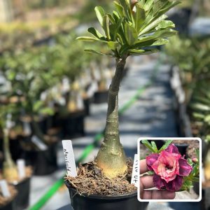 1910 07 Rosa do Deserto Marigold