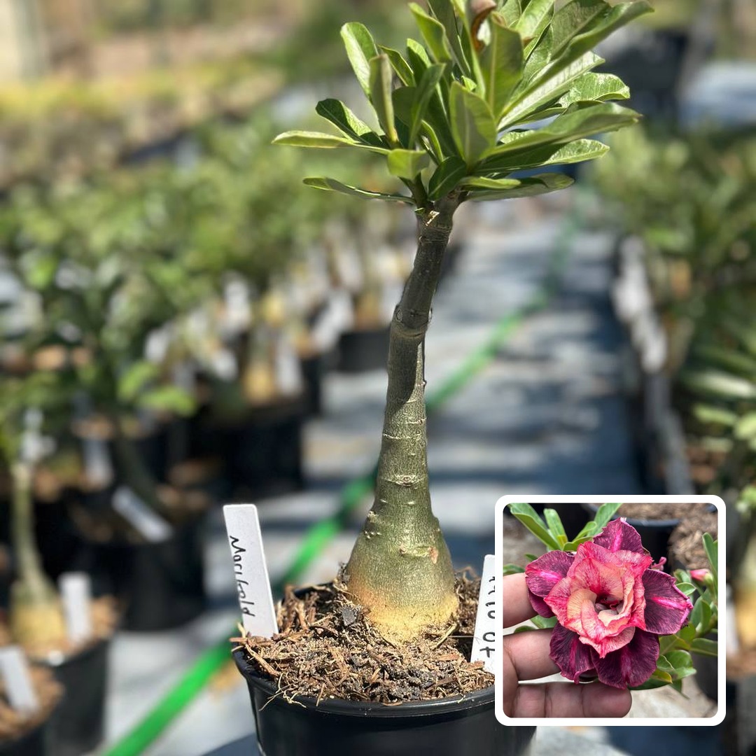 1910 07 Rosa do Deserto Marigold