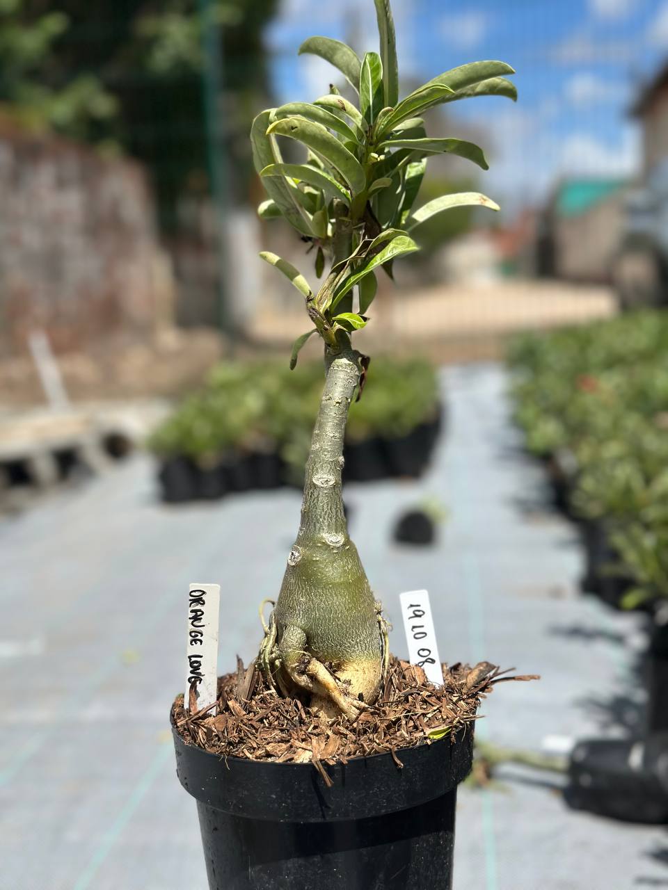 1910 08 Big Caudex Orange Lover (Leilão)