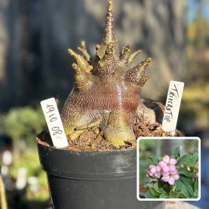 1910 08 Arabicum Vitrine Triceratop